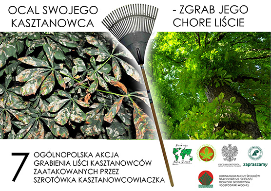 plakat-kasztanowce_2013_556